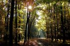 2. místo v kategorii Krásy lesa: Krásný podzim, Maria Katarzyna Chlebek