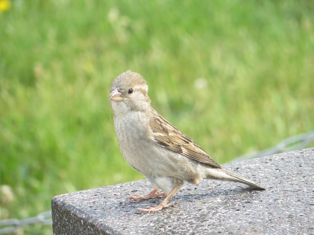 Čtenářský snímek - fotosoutěž "Moje léto" 2015