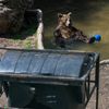 Slovensko a medvědi - zoo Bojnice a Mosty u Jablunkova