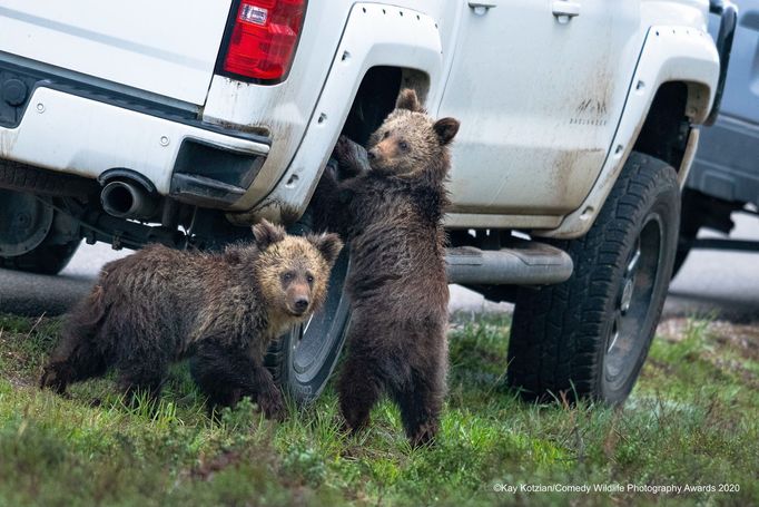 Zábavné fotky zvířat: finalisté soutěže Comedy Wildlife Awards 2020