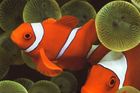 Hledá se Nemo pro umírající oceán. Lidé se dívají jinam