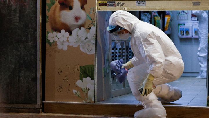 Hongkong chce vybít křečky, kteří prý šíří covid. Majitelé je ale odmítají odevzdat; Zdroj foto: Reuters