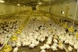 Od podzimu jede farma normálně. Před pětatřiceti dny sem navezli 15 tisíc čerstvě vyklubaných kuřat. Dnes váží skoro dvě kila a za hodinu jedou na jatka.