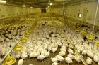 Od podzimu jede farma normálně. Před pětatřiceti dny sem navezli 15 tisíc čerstvě vyklubaných kuřat. Dnes váží skoro dvě kila a za hodinu jedou na jatka.