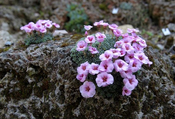 Na skalce v botanické zahradě vykvetl lomikámen.