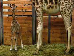 70. mládě žirafy Rothschildovy v historii Zoo Praha.