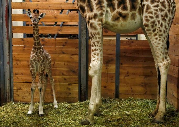 70. mládě žirafy Rothschildovy v historii Zoo Praha.