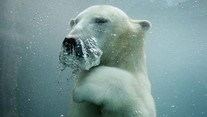 Lední medvěd loví mořské živočichy z ker, které plují v Severním ledovém oceánu.