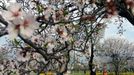 Kashmiri park-goers walk past blooming almond orchards as spring arrives at Badamwari in Srinagar on March 18, 2013. Spring has arrived in Indian-administered Kashmir, which marks a thawing of the lean season for tourism in the Himalayan region.