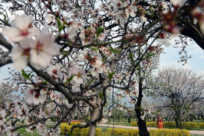 Kashmiri park-goers walk past blooming almond orchards as spring arrives at Badamwari in Srinagar on March 18, 2013. Spring has arrived in Indian-administered Kashmir, which marks a thawing of the lean season for tourism in the Himalayan region.