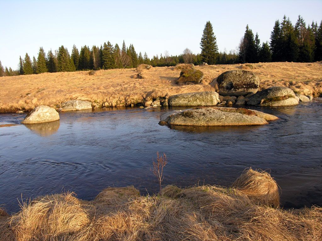 Šumavské lesy