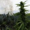 Foto: Jak se v Mexiku likviduje 40 hektarové pole marihuany