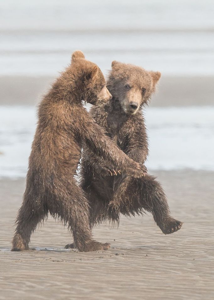 Finalisté fotosoutěže Comedy Wildlife Photography Awards 2018