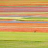 Rozkvetlá letní pole v okolí italské vesnice Castelluccio di Norcia