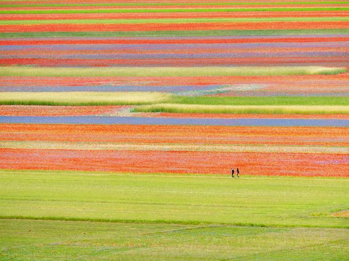 Rozkvetlá letní pole v okolí italské vesnice Castelluccio di Norcia