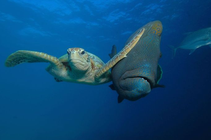 Comedy Wildlife Photography Awards 2017, finalisté soutěže