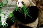 Trapas BBC, do seznamu žen roku zařadila pandu Sweetie