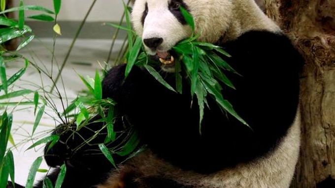 čína již na Tchaj-wan vyslal své "velvyslance" - pandy velké