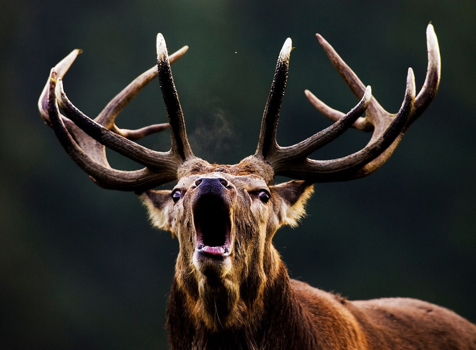 Nejlepší fotografové živé přírody v Czech Photo Centre