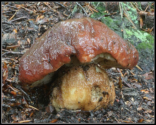 houba hřib borový