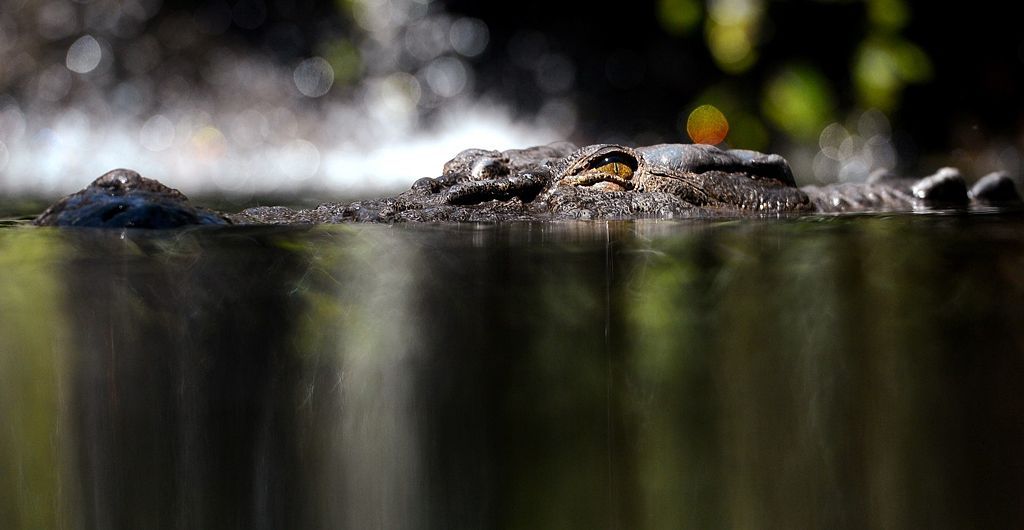 Foto: Podívejte se na jednoho z největších krokodýlů na světě. Váží 700 Kg.
