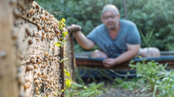 Foto: Šneci všude, kam se jen podíváš. Tak vypadá unikátní pohled do hlemýždí farmy