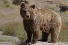 Počasí komplikuje život medvědům, kvůli mírné zimě nespí