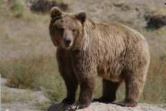 Počasí komplikuje život medvědům, kvůli mírné zimě nespí