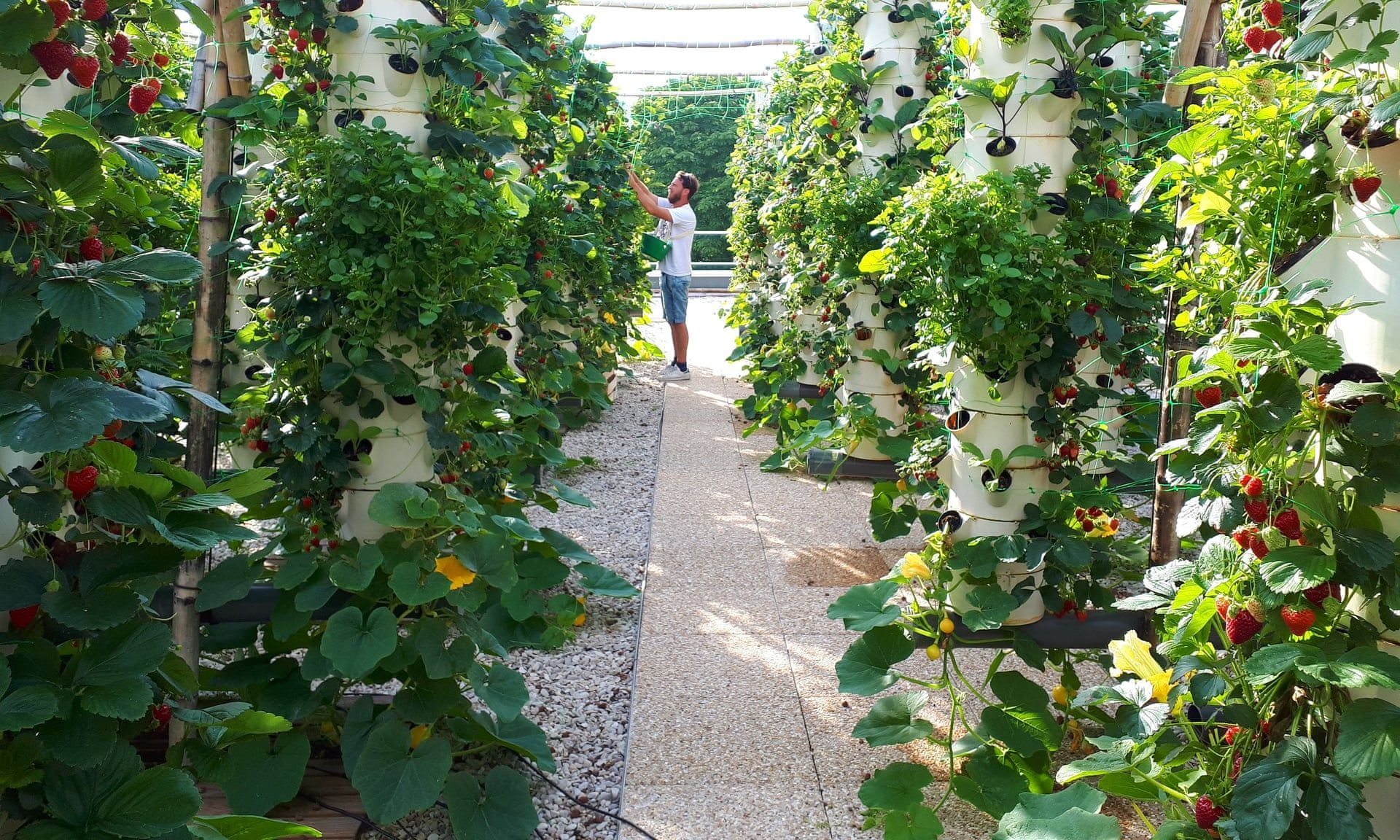 Rooftop garden