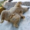 Zoo, Praha, led, horko, opice, lední medvěd, papoušek, počasí, gorila