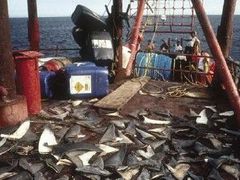 Rybáři utínají žralokům ploutve a zmrzačená zvířata pak házejí zpět do moře.