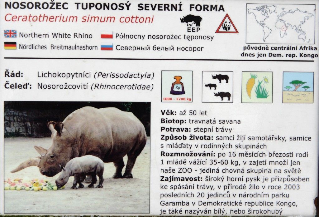Nosorožci do Keni