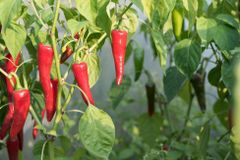 Přičichl si k sazenici chilli papričky. Život mu zachránilo rychlé přivolání sanitky