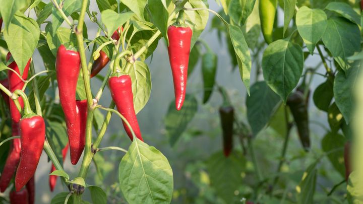 Přičichl si k sazenici chilli papričky. Život mu zachránilo rychlé přivolání sanitky