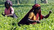 AGARTALA (Indie) Indické dělnice v sobotu sbíraly čajové lístky na zahradě Durgabari nedaleko severoindického města Agartaly. Inspirováni úspěchem výrobců whisky a vína, indičtí čajoví producenti odesílají část produkce z Assámu, Darjeelingu a Tripuly na východě země do luxusních letovisek, aby tak pomohli v boji s poklesem jejich produkce.