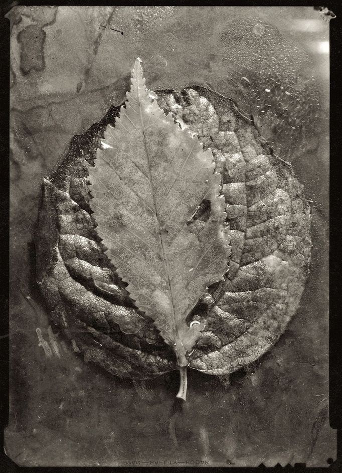 Josef Sudek: A hudba hraje. Fotografie z výstavy v Atelieru Josefa Sudka.