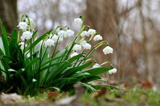 Bledule jarní (Leucojum vernum), příchod jara, jaro, konec zimy, ilustrační foto