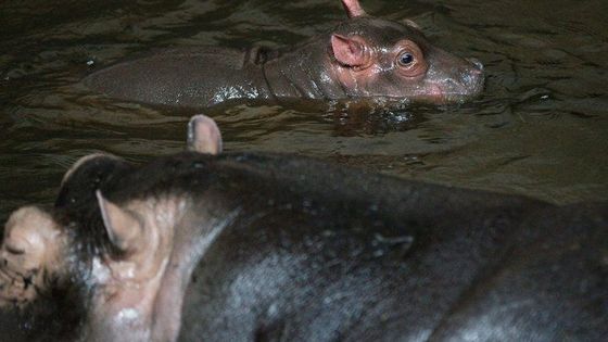 Slávek opět tátou. V pražské zoo se narodilo hroše