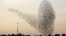 A flock of starlings fly over an agricultural field near the southern Israeli city of Netivot January 24, 2013. REUTERS/Amir Cohen (ISRAEL - Tags: ANIMALS ENVIRONMENT) Published: Led. 24, 2013, 6:31 odp.