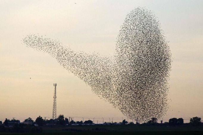 A flock of starlings fly over an agricultural field near the southern Israeli city of Netivot January 24, 2013. REUTERS/Amir Cohen (ISRAEL - Tags: ANIMALS ENVIRONMENT) Published: Led. 24, 2013, 6:31 odp.