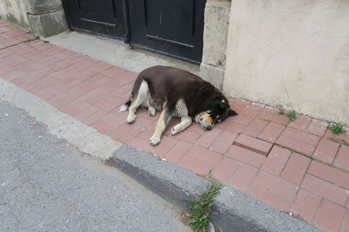 Psi a kočky v ulicích Istanbulu.