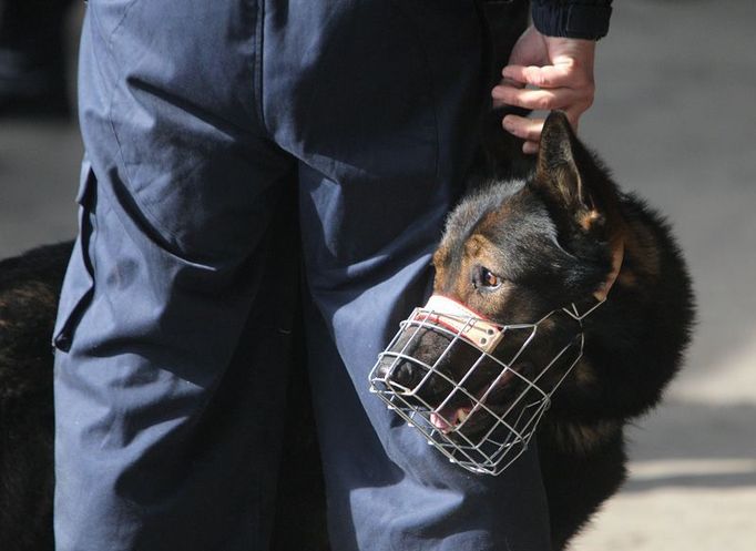 Fanoušky do Prahy doprovázelo i několik psovodů se psy ze severomoravské policie.