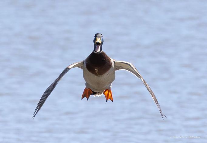 Comedy Wildlife Photography Awards - ukázky snímků z ročníku 2022