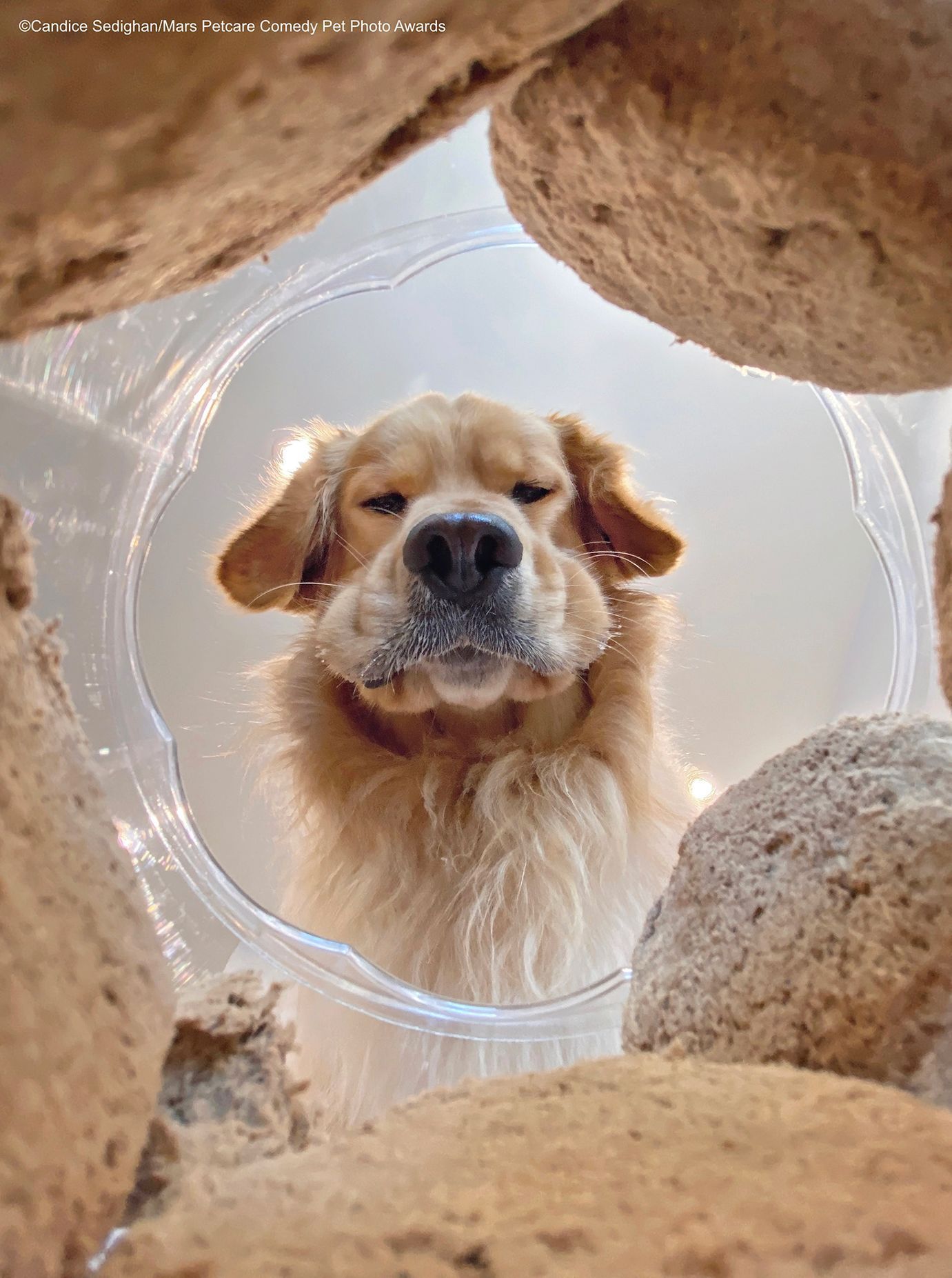 Veselé fotky domácích mazlíčků ze soutěže Mars Petcare Comedy Pet Photography Awards 2020