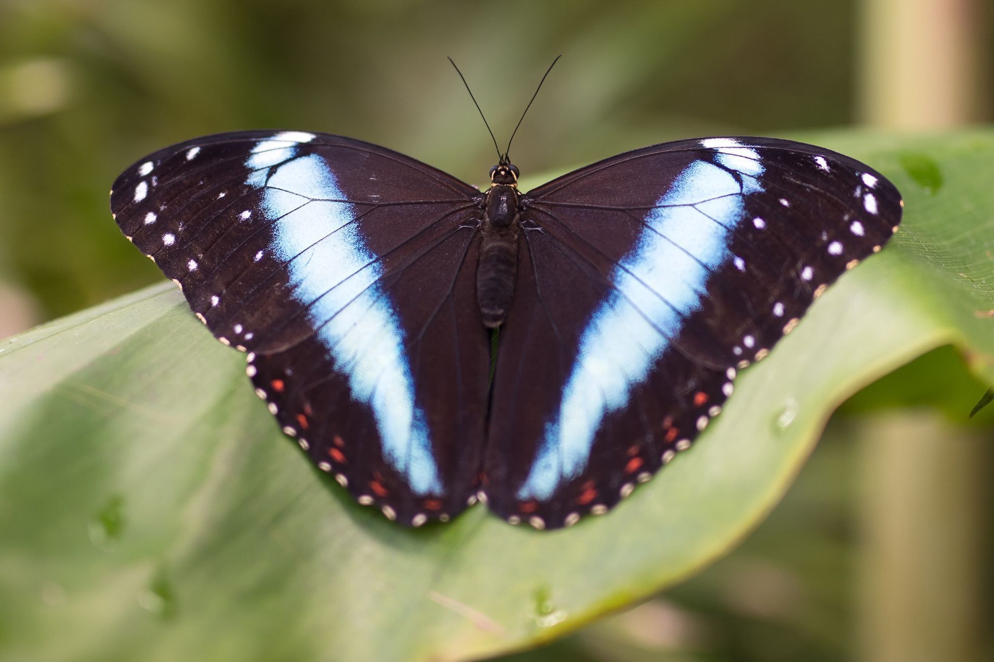 Botanická zahrada zahájila výstavu Motýli, skleník Fata Morgana