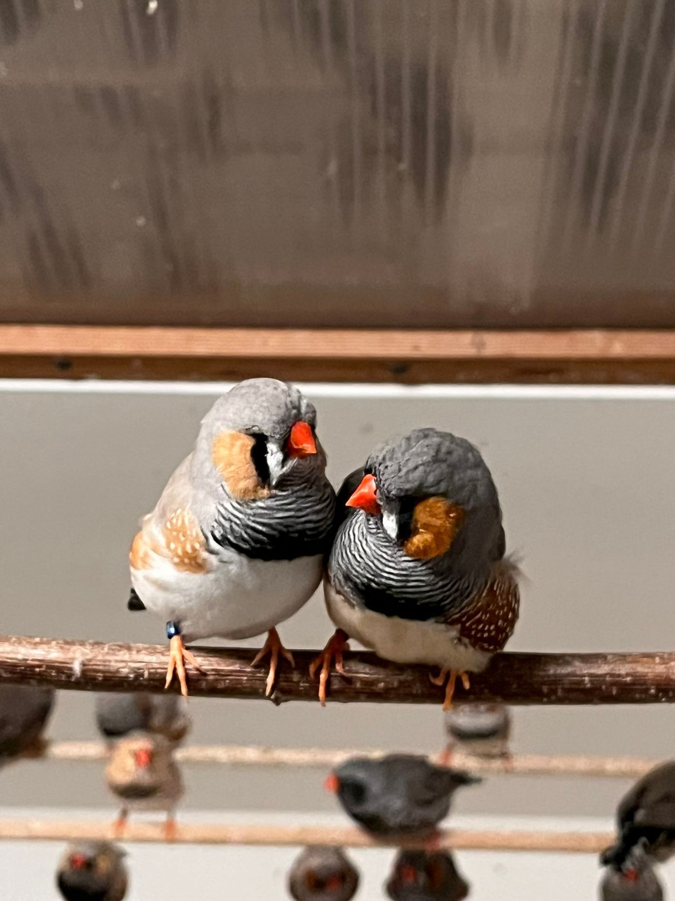 Tomáš Strachota, ptáci, ptactvo, papoušek, papoušci, chovatel, pták