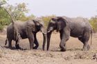 Jižní Afrika bude vybíjet slony. Přemnožili se