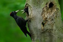 Ptákem roku ornitologové zvolili "lékaře stromů" datla černého
