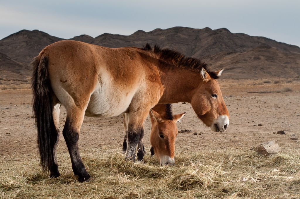 Koně Převalského v Mongolsku