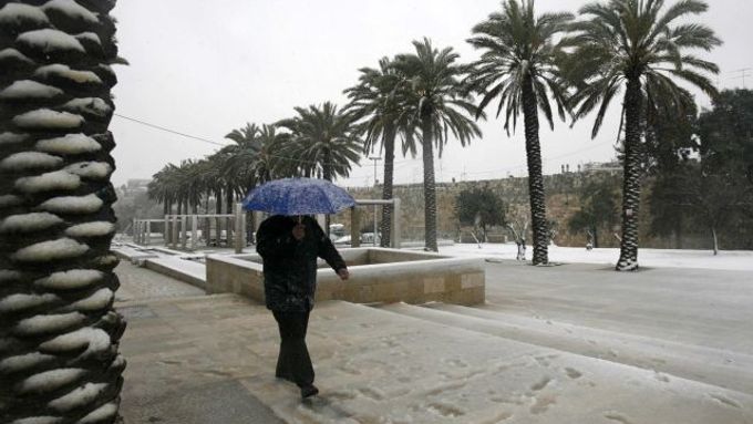 Jeruzalémské palmy pod sněhem.